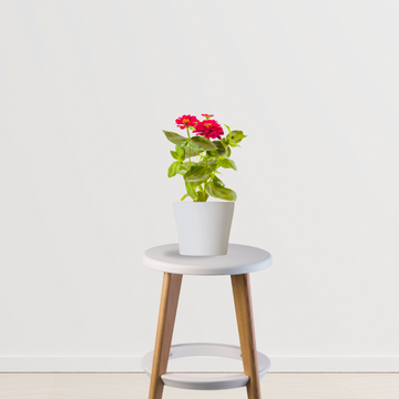 Zinnia flowering plant